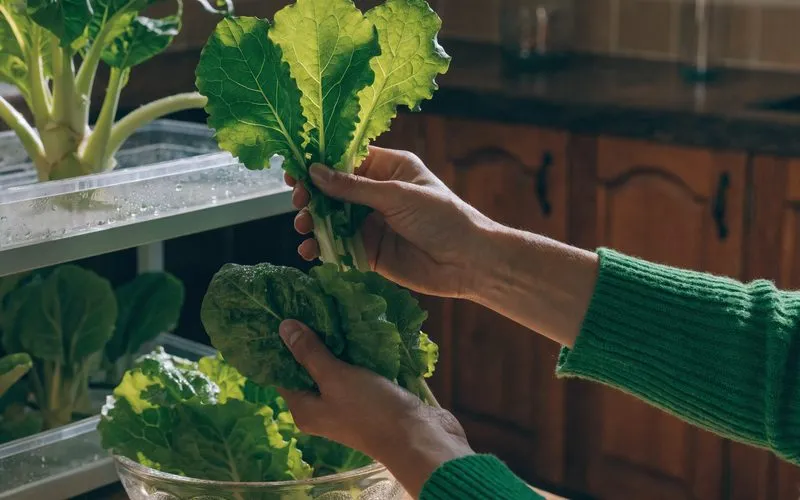Hands harvesting fresh green lettuce from a small indoor hydroponic system