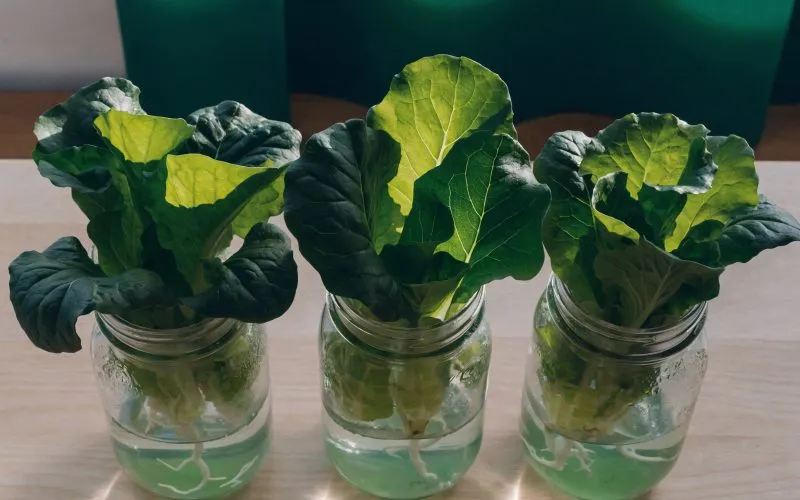 Three mason jars with young lettuce seedlings growing using the Kratky hydroponic method