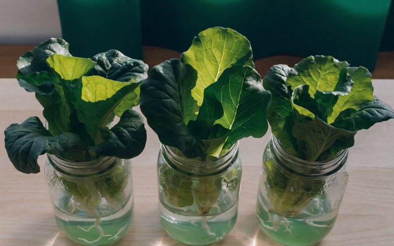 The Kratky Method: How Passive Hydroponics Actually Works